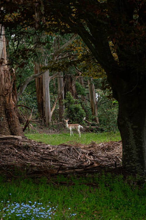 Foto profissional grátis de animais selvagens, árvores, floresta