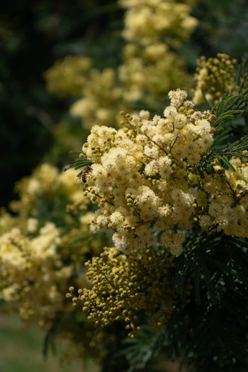 Foto profissional grátis de abelha, bokeh, flores amarelas