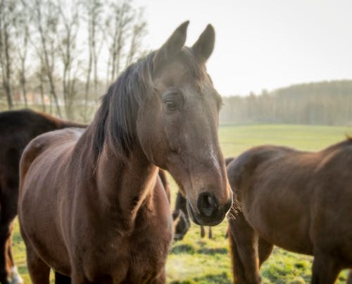 Gratis arkivbilde med brun hest, dyr, dyrefotografering