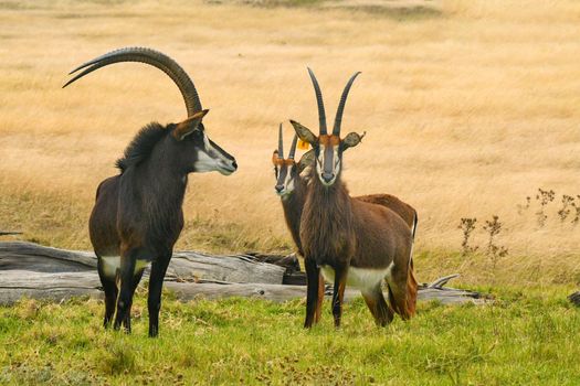 Photo of Wild Sable Antelopes (Hippotragus niger) in a Savanna