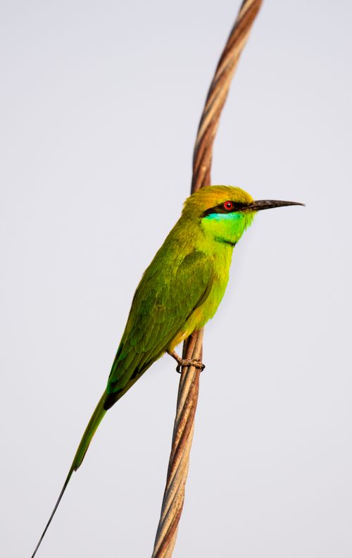 Free Side view of bee eater with colorful plumage sitting on branch against gray background Stock Photo