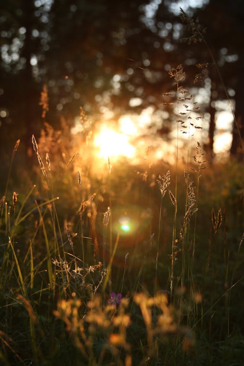 Free stock photo of bokeh, golden sunset, green trees