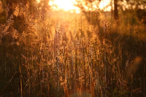 Free stock photo of back light, golden, golden hour