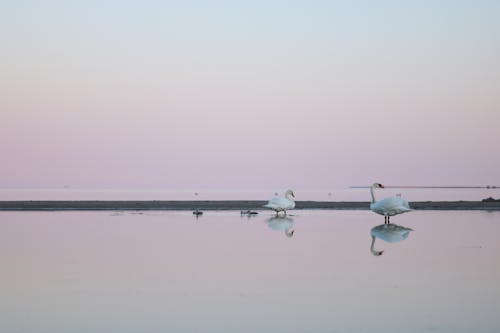 Free stock photo of bathe, bird, evening sky