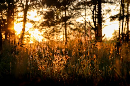 Free stock photo of back light, golden, golden hour