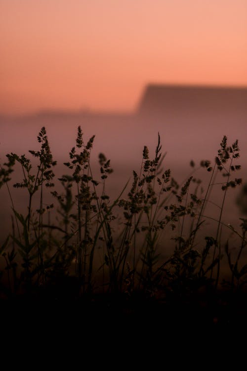 Silhouette of Plant during Sunset