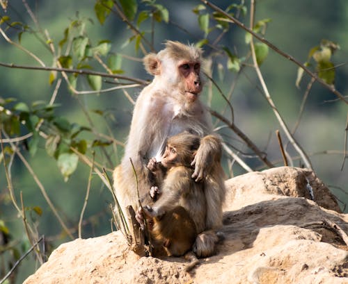 動物, 動物攝影, 哺乳動物 的 免費圖庫相片