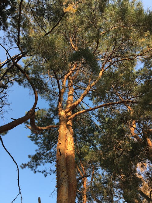 Δωρεάν στοκ φωτογραφιών με δασικός, πεύκο