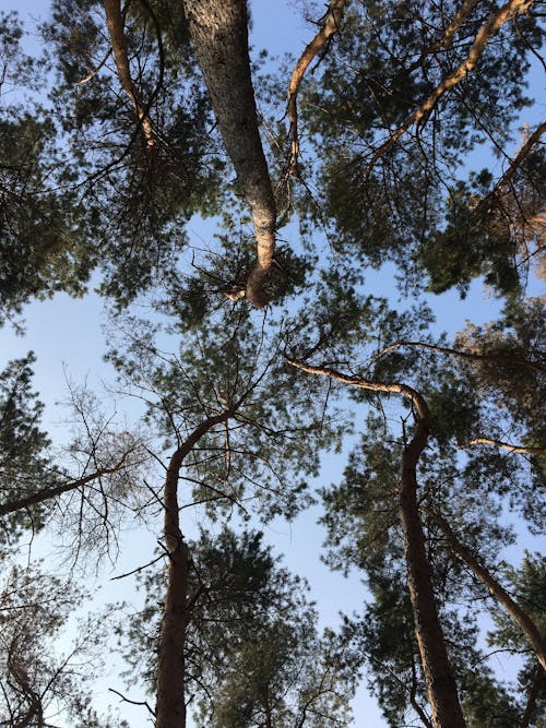 Δωρεάν στοκ φωτογραφιών με δασικός, πεύκο