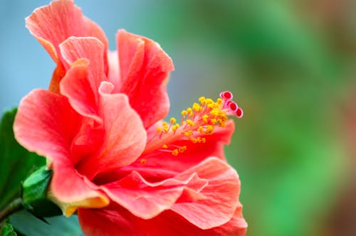 Orange Flower in Macro Shot