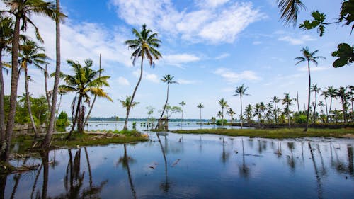 Green Trees near Body of Water under Blue Sky