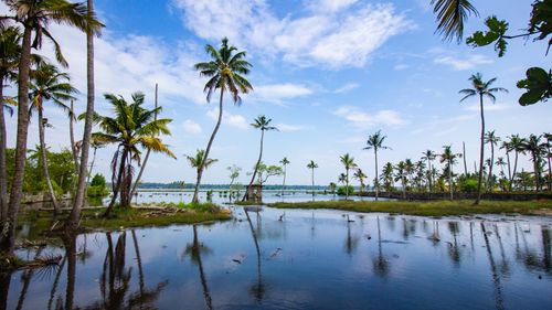Free A tranquil scene of palm trees reflecting in a calm lake under a blue sky. Stock Photo