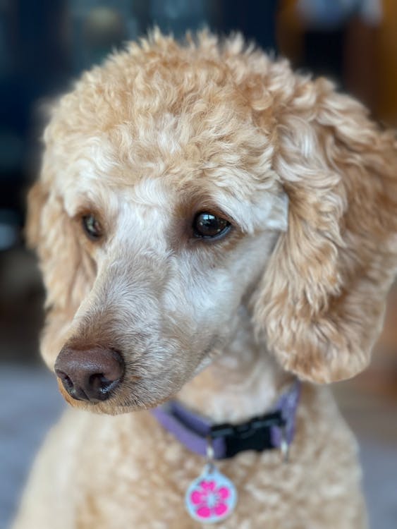 Portrait of a Cute Light Brown Colored Poodle 
