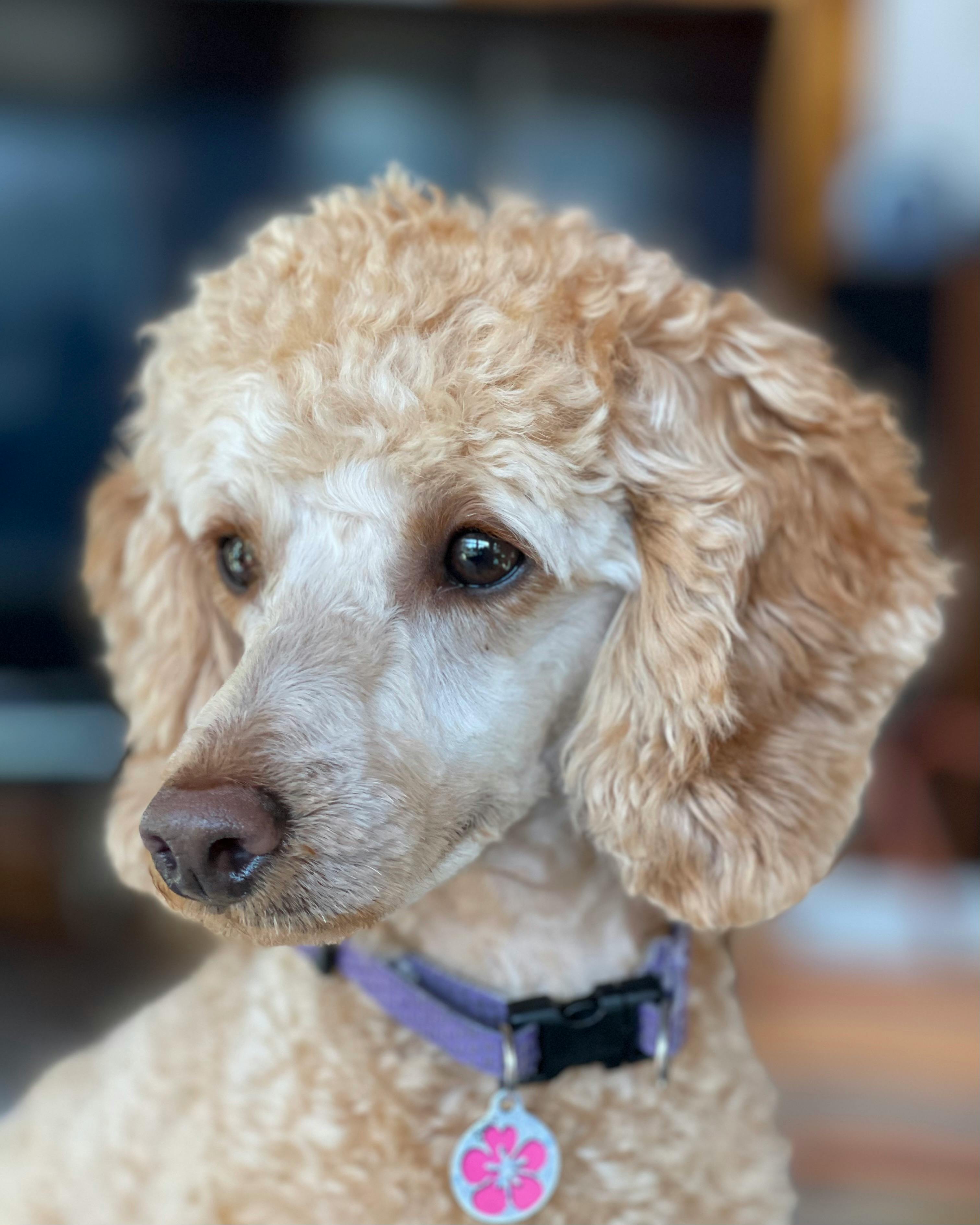 dogs with curly hair