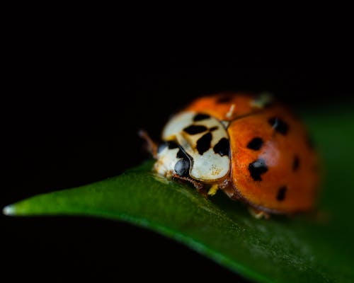 Free Orange and Black Ladybug on Green Leaf in Close Up Photography Stock Photo