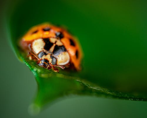 Free Orange and Black Insect on Green Leaf Stock Photo