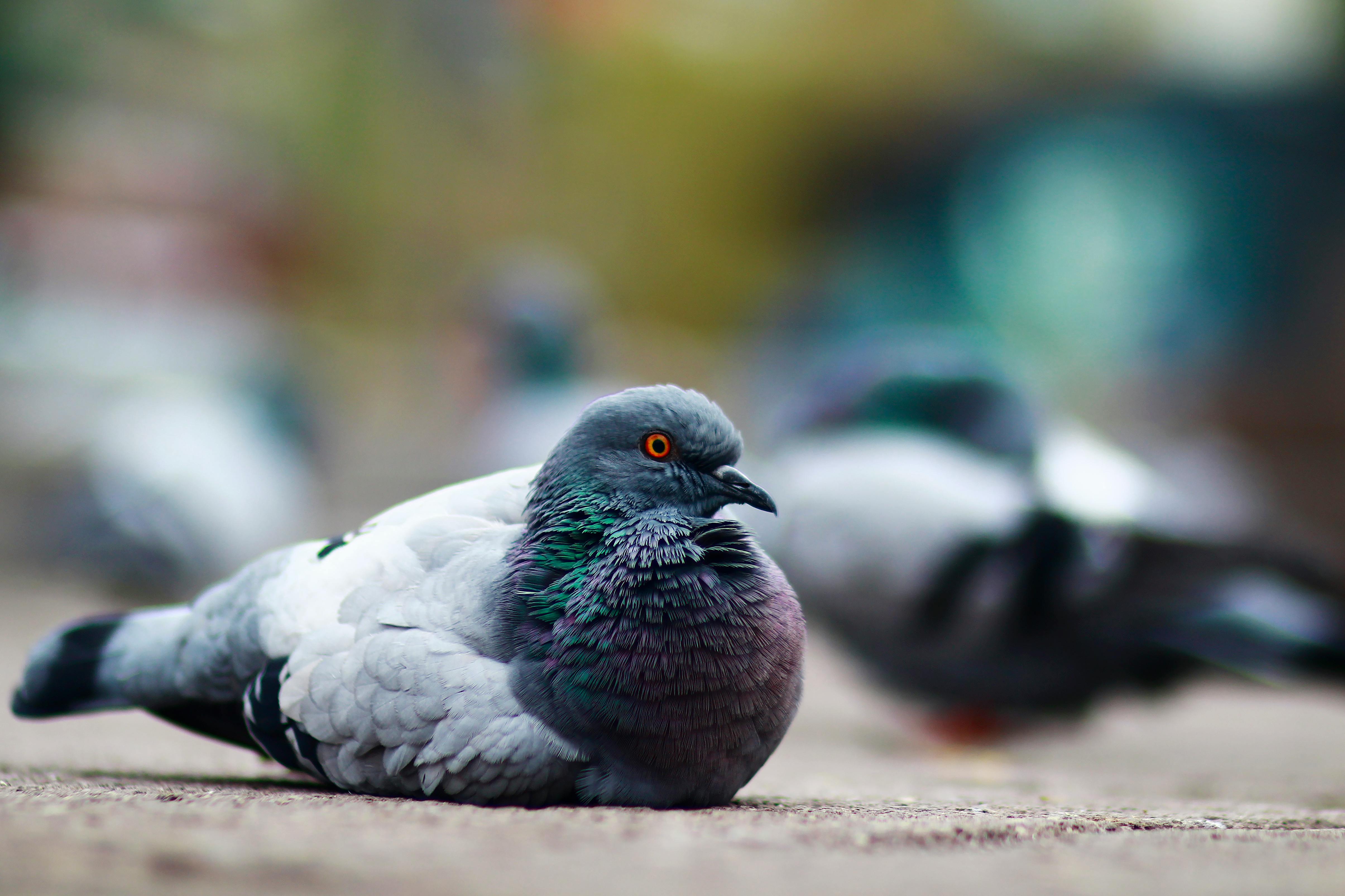 Close-Up Shot of a Feral Pigeon on Concrete Surface · Free Stock Photo