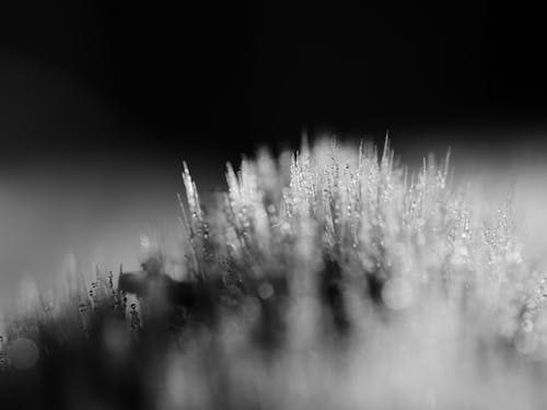 Fotobanka s bezplatnými fotkami na tému abstraktný, čierny a biely, ľad