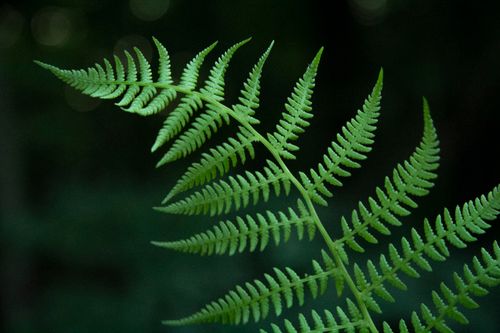 Free Detailed close-up of a lush green fern leaf against a dark, blurred background. Stock Photo