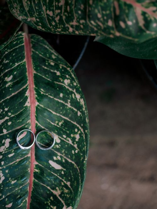 Free Elegant silver rings placed on lush green leaves create a natural and artistic composition. Stock Photo