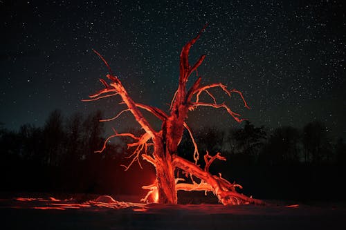 Ingyenes stockfotó csillagos égbolt, csupasz fa, éjszaka témában