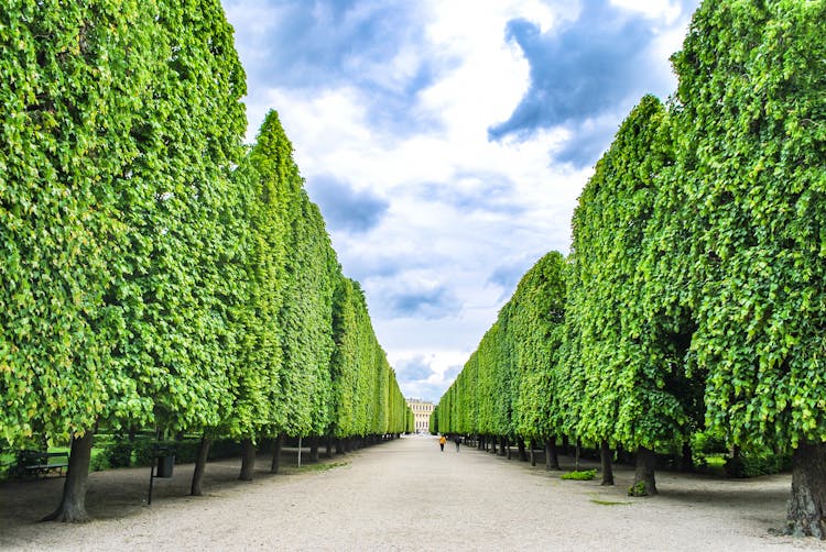 Trimmed Trees In Garden