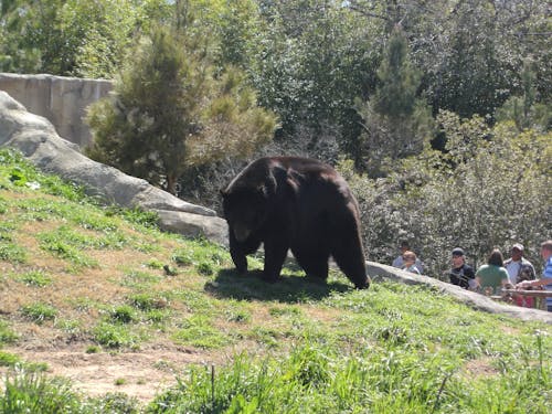 Kostenloses Stock Foto zu schwarzbär, zoo