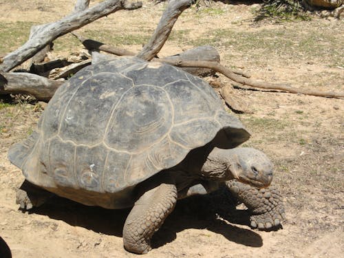 Kostenloses Stock Foto zu schildkröte