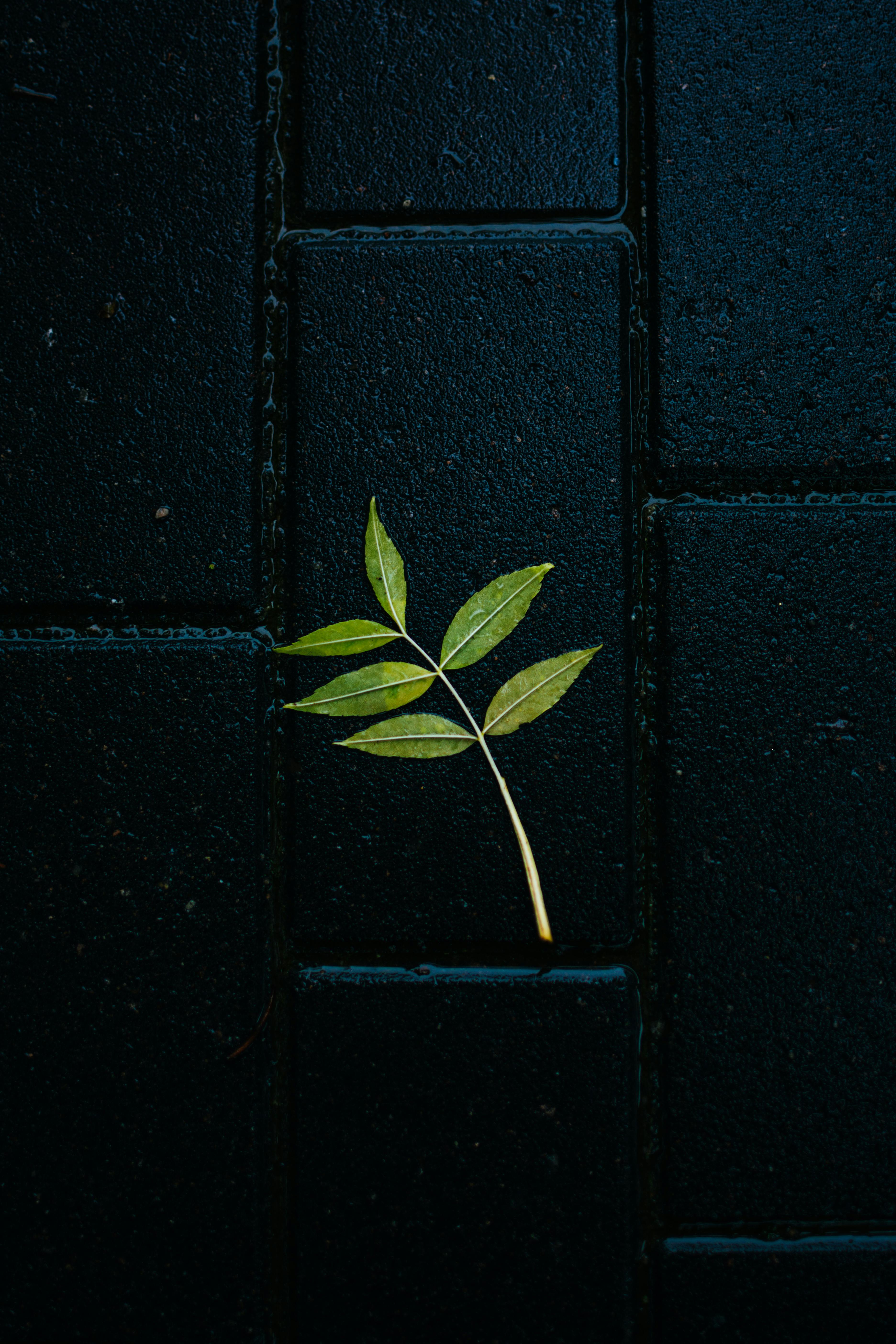 Minimalist photo of a green leaf on dark tiles, emphasizing simplicity and contrast.