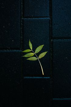 Minimalist photo of a green leaf on dark tiles, emphasizing simplicity and contrast.