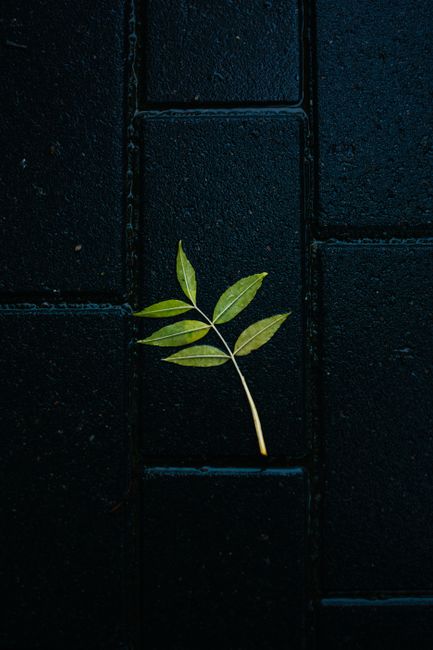 Minimalist photo of a green leaf on dark tiles, emphasizing simplicity and contrast.
