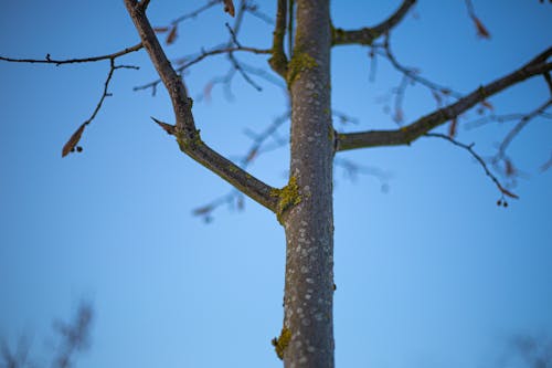 Gratis lagerfoto af mos, træ, vinter