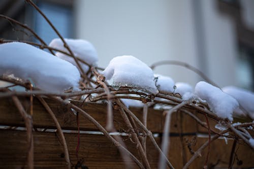 Ingyenes stockfotó hó, jég, kerítés témában