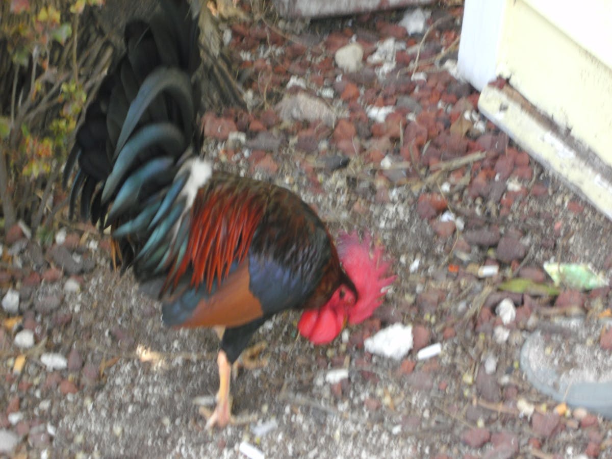 Close-up of a Mediterranean longevity bowl showing beans, grains, greens, and nuts