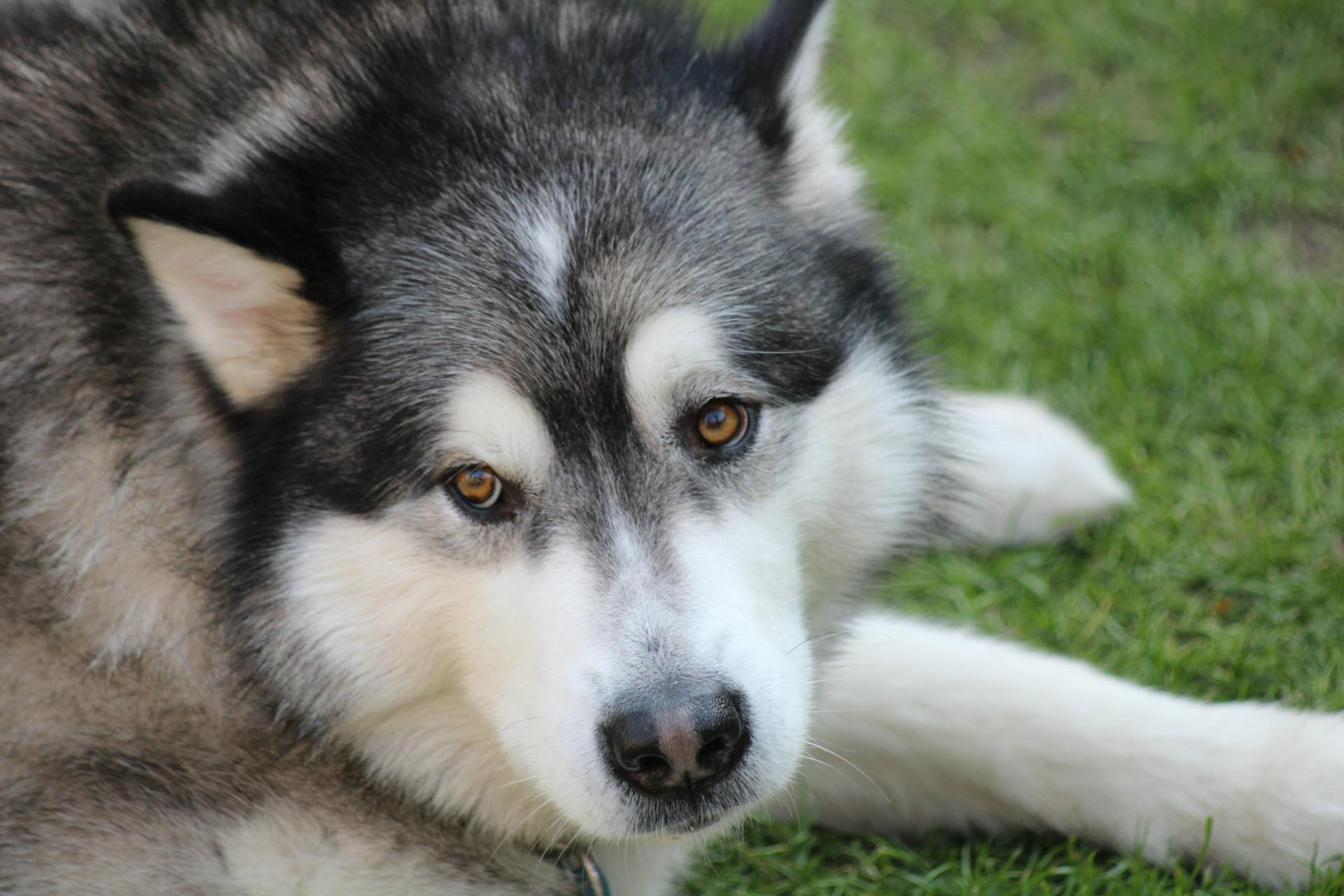 Un Malamute d'Alaska dans l'herbe