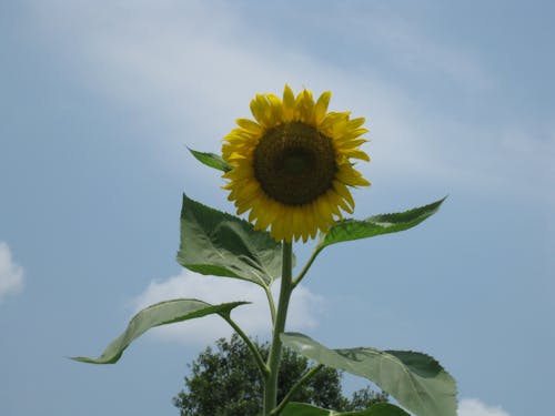 Kostenloses Stock Foto zu sonnenblume