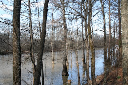 Kostenloses Stock Foto zu fluss, zypresse