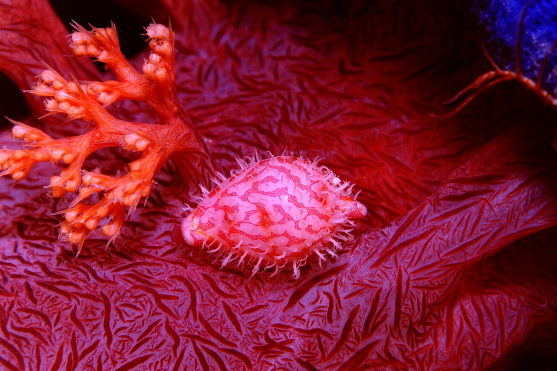 A vivid close-up of a soft coral and mollusk in the Solomon Islands' underwater world.