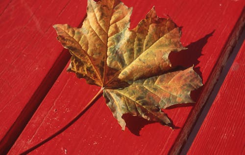 Gratis stockfoto met 35 mm film, herfstblad, rood