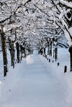 Empty winter footpath in park between rows of bare black trees with branches closing up over head