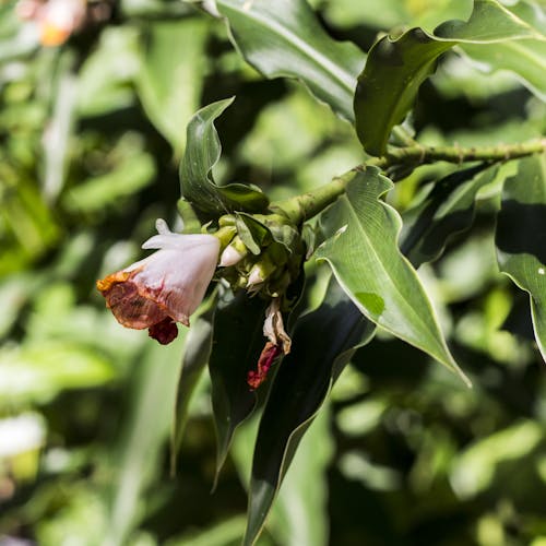 Árvore De Flor Rosa Em Flor Durante O Dia