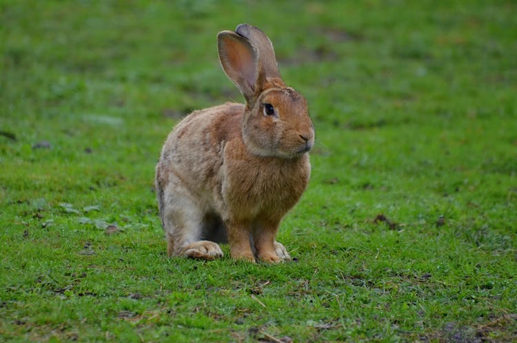 Fluffy Bunny Sitting On Grass