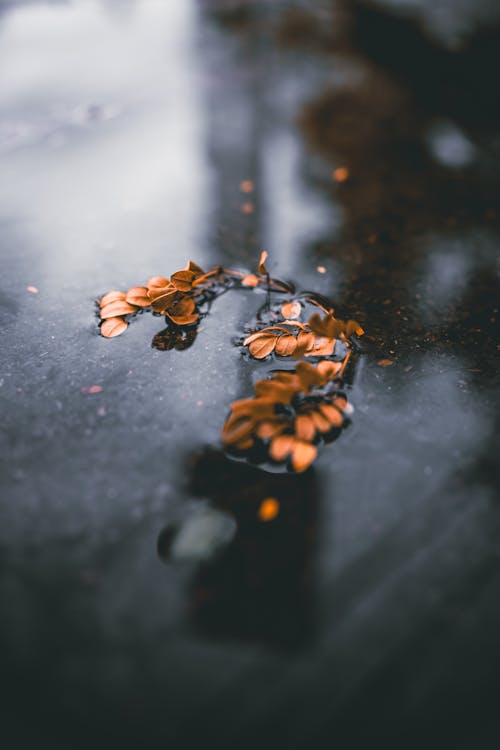 Autumn leaves on wet asphalt road