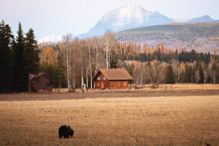 Bear On Meadow Near House In Forest