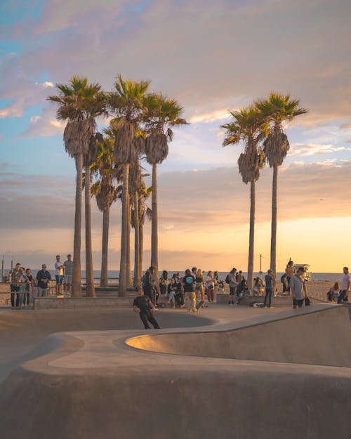 Fotos de stock gratuitas de los Angeles, palmeras, Parque de patinaje