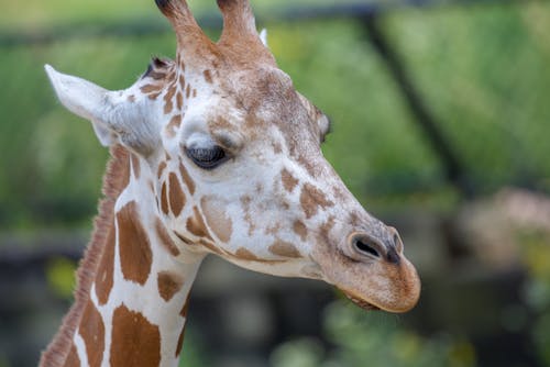 Foto d'estoc gratuïta de animal, fotografia d'animals, girafa