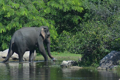 Free stock photo of asian elephant, elephant, forest background
