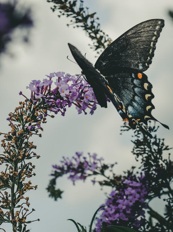 Butterfly Perched on Lavender Flower