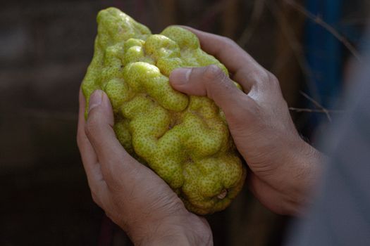 An adult holding a Buddha's Hand, a unique citrus fruit, in an outdoor setting.