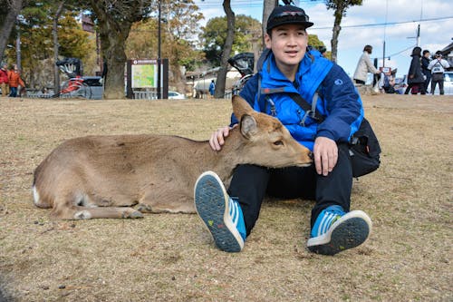 Free stock photo of deer, 奈良 Stock Photo